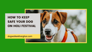 how to keep safe your dog on Holi festival