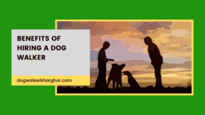 one picture is use in banner where dogs are meeting during walk. some title are write in a other box.